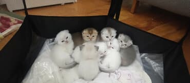 Аквариумы: Шотландская, Самка, В добрые руки, Самовывоз, Бесплатная доставка, Платная доставка — 1