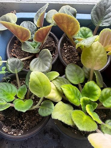 qarisiq sekiller: Fialka Bənövşə (Saintpaulia) – bənövşəyi-çəhrayı, çoxqatlı (yığcam — 3