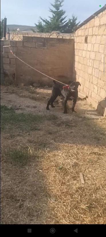 İtlər: Kane-Korso — 4