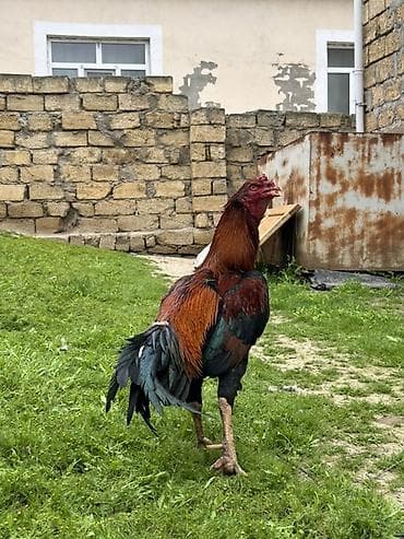 pulsuz verilir: Xoruz, il: 2, Pulsuz çatdırılma — 2