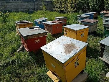 qoyun qiyməti 2024: Arı ailələri satılır Boz Qafqaz cinsi,maksimum arı ailəsi — 1