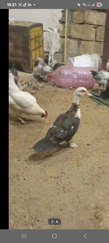 pekin ordeyi: 9 aya kecib feredr damazliq yerim yoxdur deye satlir Xüsusiyyətlər: - — 2