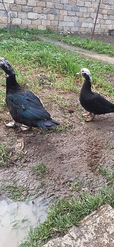 coban it adlari: 5- 6 aylıq Lal ördekler .bir fere bir xoruz çütü 65 manat — 2