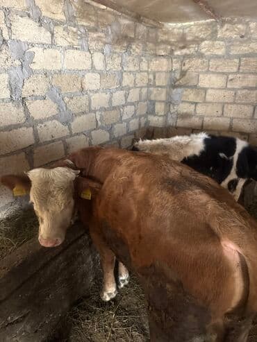 bala pişik adları: Inəklər öz qapimizin heyvnalradir saf qan simental balalari ilə — 5