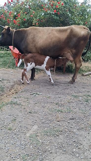 it yemekleri satisi: Dişi, il: 9, Südlük, Ünvandan götürmə — 3