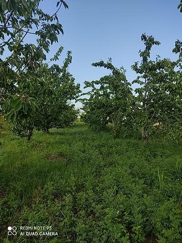 2713 sot, Kənd təsərrüfatı, Mülkiyyətçi, Kupça (Çıxarış) — 6