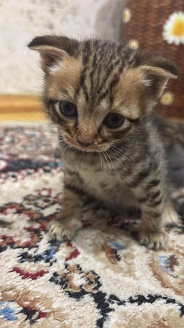 afcarka bala: Scottish Fold - Rənglər: tək rəngli tünd-boz (mavi tonlu) və — 5