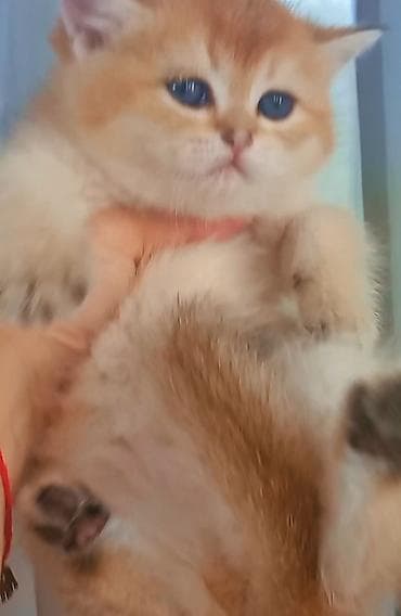 ev goyercinleri: Britan, Erkək, Dişi, Yaxşı əllərə, Ünvandan götürmə — 2