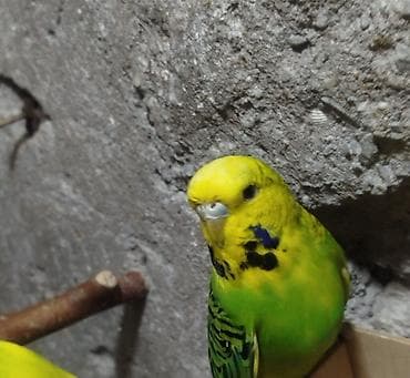 derzi quşu: Təmiz çex və çexdən dönmə Bala və hazır cüt var Hərcür rəngldə quşlar — 1