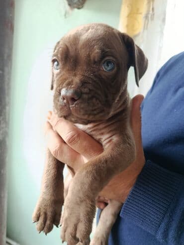 ingilis setter it cinsi: Kane-Korso, 2 ay, Erkek, Peyvəndli — 1