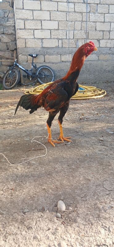 kənd toyuqları: Aseel tipli xoruz - Cins: uzunboyun, güclü ayaqlı Aseel (oyun tipli) — 5