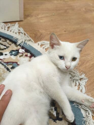 взять котёнка бесплатно: Самец, В добрые руки — 2