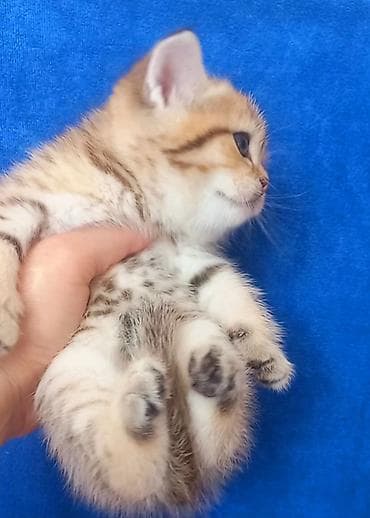 Qızıl şinşilla, Erkək, Yaxşı əllərə, Ünvandan götürmə — 3