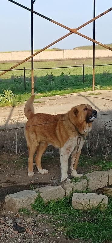 sivas kangal kanqal iti: Qurdbasar, 2 il, Erkek, Peyvəndli — 1