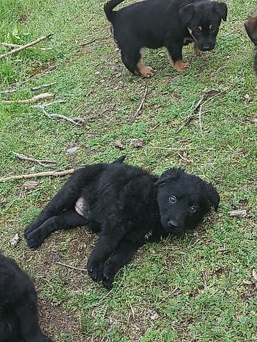 qartal şəkilləri: Balaca labrador ballari - Şəkillərdə bir neçə şirin balaca it balası — 6