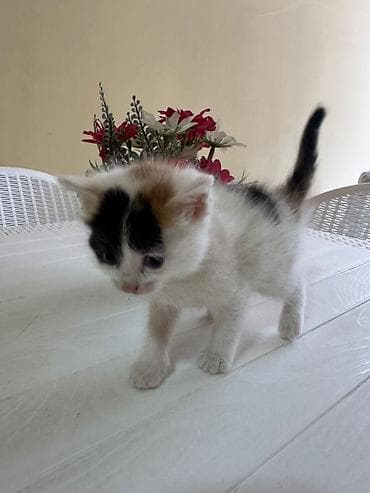 ucuz bala pişiklər: Yaxşı əllərə — 3