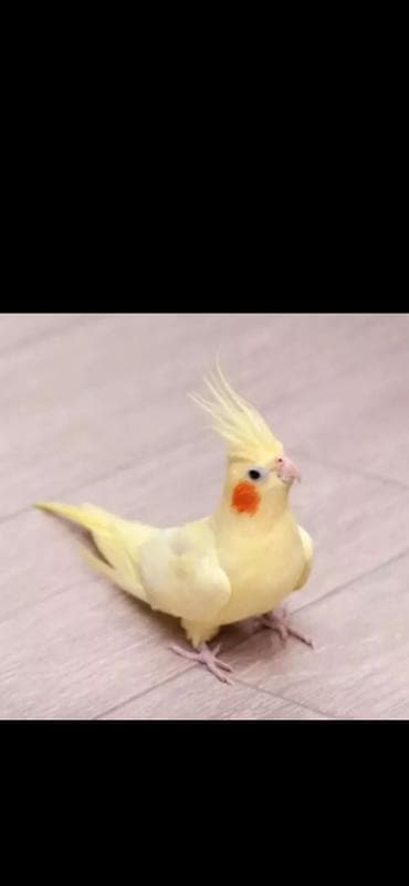 El quwu rucnoy Karella sultan papuqayi satiram əl quşudu, rucnoydu — 2