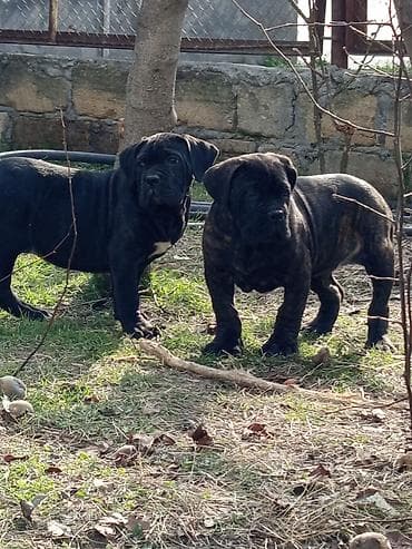 ov itləri: Kane-Korso, 1 ay, Erkek, Sənədli, Ünvandan götürmə, Pulsuz çatdırılma, Rayonlara çatdırılma — 5