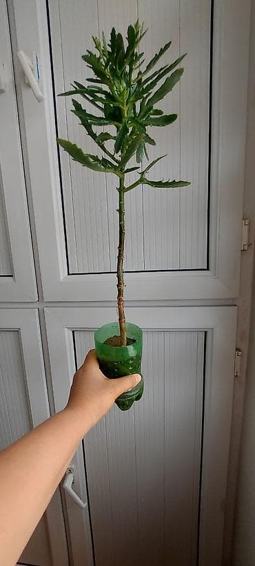 maral buynuzu gulu: Maral buynuzu gülü. Böyük-15 azn, balaca 6, 5 3 azn — 3