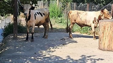 yerli inək: Iki baş bordaqlıq təmiz qan cins danalar satılır — 5