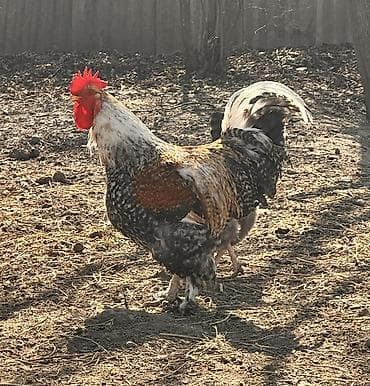 Atlar: Tam sağlam kend xoruzları satılır iri xoruzlardı hem damazlıq hem — 2