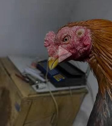 Heyvanlar üçün mallar: Boz Ağ, Göbələk xesetelikleri üçün çox effektiv vasitə 2-3 güne — 3