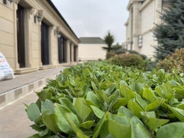 Pejaj və bağça kəsimi xidməti - Hündürlüyü və formasından asılı lalafo.az -da Pejaj və bağça kəsimi xidməti - Hündürlüyü və formasından asılı
