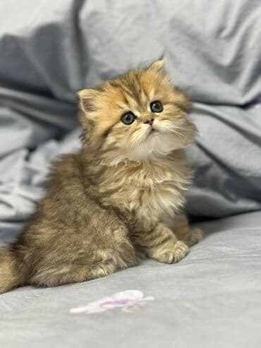 pişik yemleri: Şotland, Dişi, Ünvandan götürmə, Pulsuz çatdırılma — 3