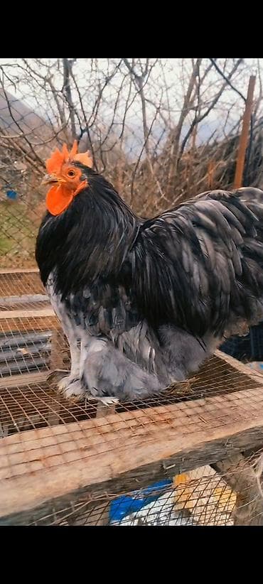 Xoruzlar: Salam Aleykum.Şəkildə Gördüyünüz Xoruz Satilir.10 ayliq Tam Aktivdir — 1