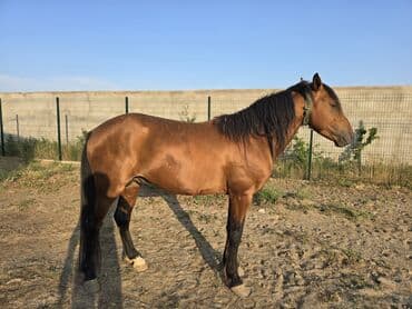 Gəmiricilər: Qarabağ Atı.yaş 3.5 Erkək. unvan Bakı Balaxanı. tam sağlam və təmiz — 5