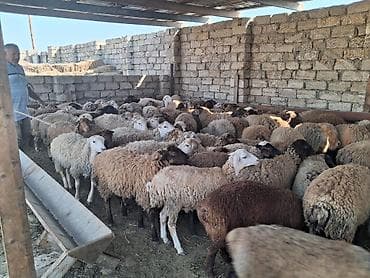 əmlik quzu: Quzu.Super kök erkək quzular.200 baş.Öz həyətimin — 6