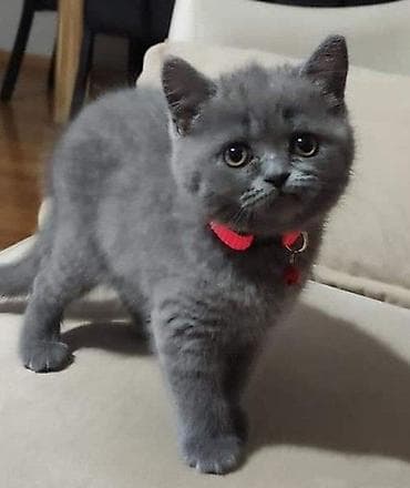 pişik pers: Şotland — 1