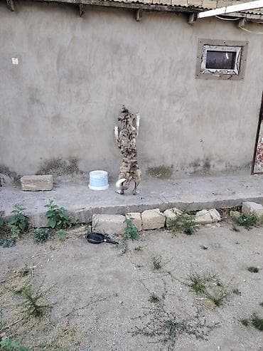 Qurdbasar, 4 ay, Erkek, Peyvəndli, Ünvandan götürmə