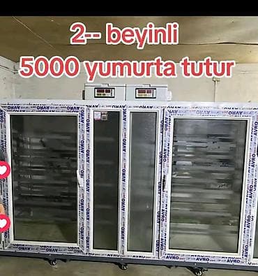 Pulsuz: Təzə ela vəziyyətdədir bir dəfə istifadə olunub 2 beyni var iki — 1