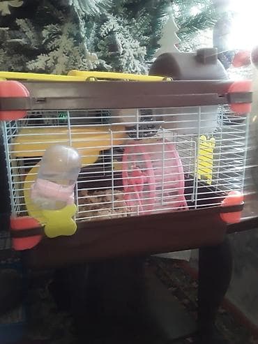 siçan telesi: Xan­da­nar/siçan/hamster üçün tam dəst qəfəs. Xüsusiyyətlər: - Metall — 5