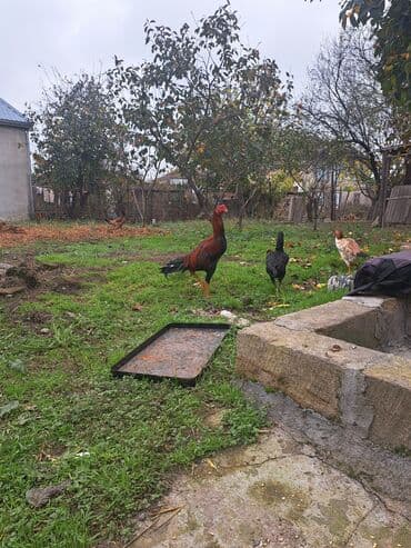 Toyuq, Damazlıq, Rayonlara çatdırılma