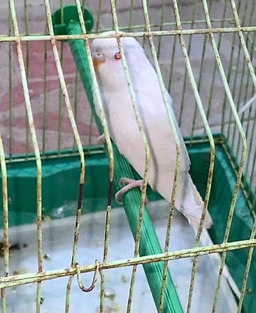 Кошки: Ağ tutuquşu qırmızı göz.
Qeyri ciddi insanlar narahat etməsin — 1