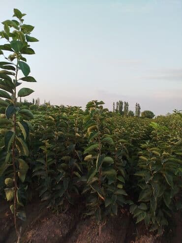 zeytun satışı: Hər növ ağac tinglerinin satışı — 2