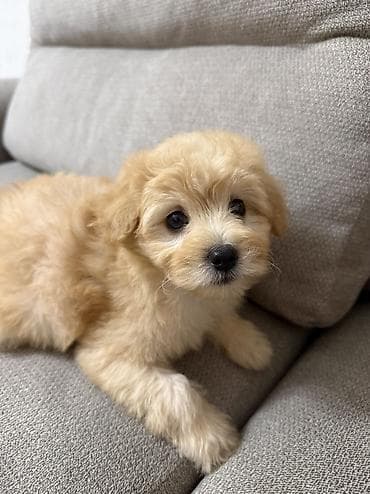 heyvan bazarı: Pulsuz çatdırılma — 4