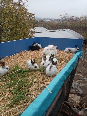 Грызуны: Məhsul: Dekorativ ev dovşanları (bir neçə rəng və naxışda) Təsvir: - — 4