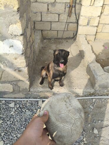 heyvan sahiblənmək: Malinosdu adamcil deyil ba bilmirem deye satilir oynamaqi xosdayir — 5