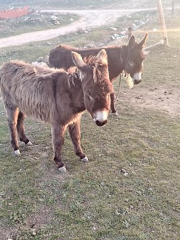 Balıqlar: Salam esseyler satlir ana baladi anasi bogazdir — 3