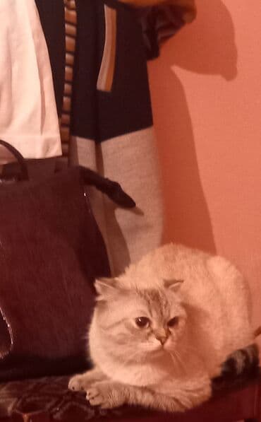 американский вислоухий кот: Шотладская вислоухая, Самка, В добрые руки, Самовывоз — 2