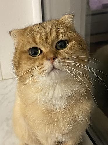 gencede it satisi: Qızıl şinşilla, Erkək, Cütləşmə üçün — 2