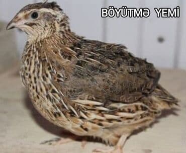 cucə yem qabı: Toyuqlar, cücələr və digər ev quşları üçün yem. Keyfiyyətli, qidalı və — 4