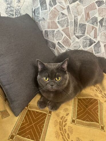 britan pişiyi: Britan — 2