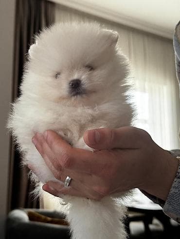 pomeran itleri: Şpitz, 2 ay, Peyvəndli, Ünvandan götürmə, Pulsuz çatdırılma, Ödənişli çatdırılma — 1