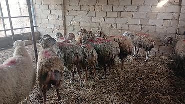 cins inək: Südlük qoyun sürüsü - Təsərrüfat şəraitində saxlanılan süd — 5