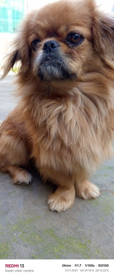 ev iti ucuz: Pekines — 1