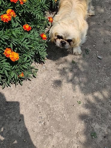 alman kurdu iti: Pekines, Ünvandan götürmə — 6